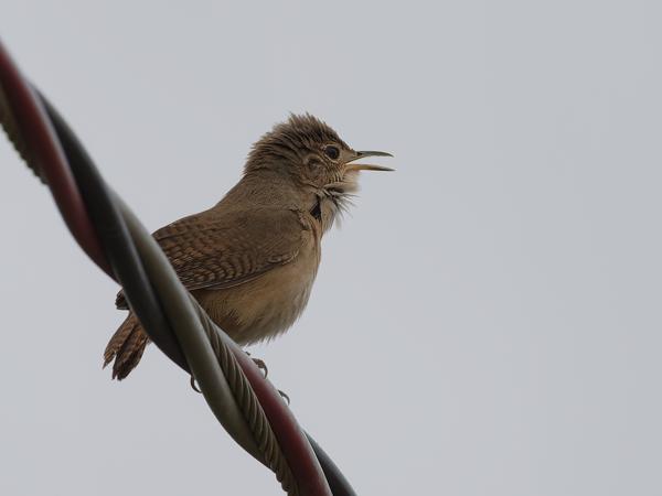 Noordelijke huiswinterkoning (Troglodytes aedon)